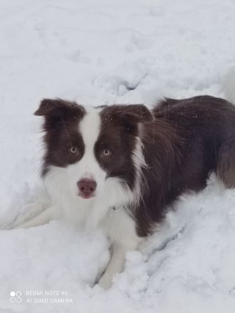 Border Collie Deckrüde Bary Hipnoza FCI