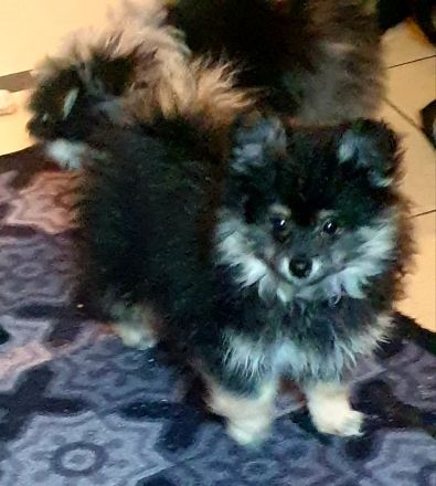 Pomeranian Zwergspitz