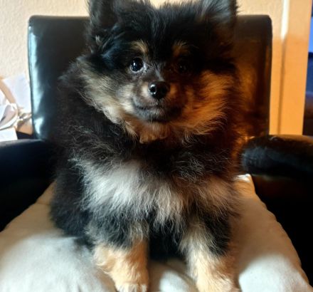 Pomeranian Zwergspitz