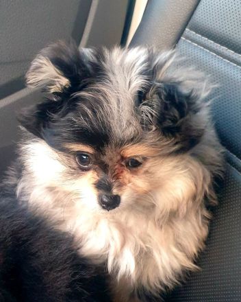 Pomeranian Zwergspitz