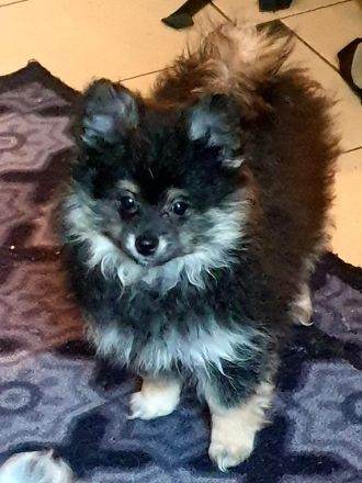 Pomeranian Zwergspitz
