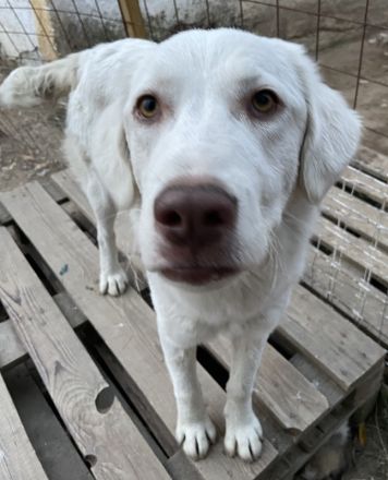 Alaska, geb. ca. 12/2021, lebt in GRIECHENLAND, im städt. Tierheim Serres