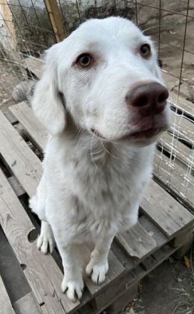 Alaska, geb. ca. 12/2021, lebt in GRIECHENLAND, im städt. Tierheim Serres