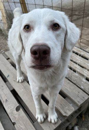 Alaska, geb. ca. 12/2021, lebt in GRIECHENLAND, im städt. Tierheim Serres