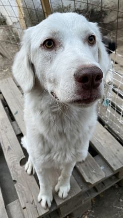 Alaska, geb. ca. 12/2021, lebt in GRIECHENLAND, im städt. Tierheim Serres