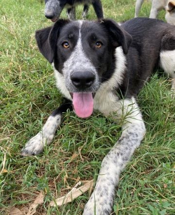 Baneike, geb. ca. 09/2022, lebt in GRIECHENLAND, im städt. Tierheim Serres