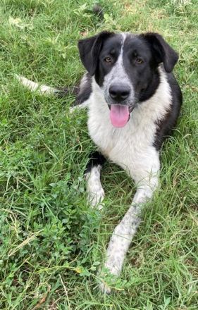 Baneike, geb. ca. 09/2022, lebt in GRIECHENLAND, im städt. Tierheim Serres