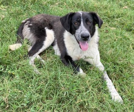 Baneike, geb. ca. 09/2022, lebt in GRIECHENLAND, im städt. Tierheim Serres