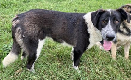 Baneike, geb. ca. 09/2022, lebt in GRIECHENLAND, im städt. Tierheim Serres