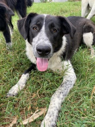 Baneike, geb. ca. 09/2022, lebt in GRIECHENLAND, im städt. Tierheim Serres