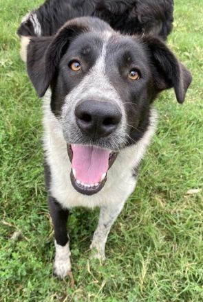 Baneike, geb. ca. 09/2022, lebt in GRIECHENLAND, im städt. Tierheim Serres