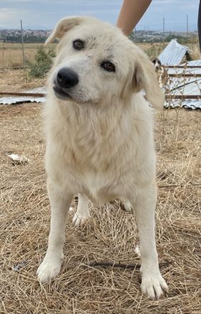 Felicitas, geb. ca. 12/2021, lebt in GRIECHENLAND, auf einem Gelände, auf dem die Hunde notdürftig v