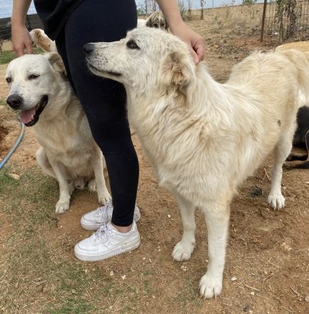 Felicitas, geb. ca. 12/2021, lebt in GRIECHENLAND, auf einem Gelände, auf dem die Hunde notdürftig v