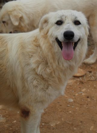 Felicitas, geb. ca. 12/2021, lebt in GRIECHENLAND, auf einem Gelände, auf dem die Hunde notdürftig v