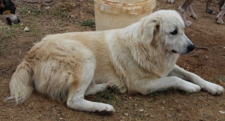 Felicitas, geb. ca. 12/2021, lebt in GRIECHENLAND, auf einem Gelände, auf dem die Hunde notdürftig v