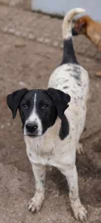 Foyala, geb. ca. 06/2022, lebt in GRIECHENLAND, auf einer privaten Pflegestelle