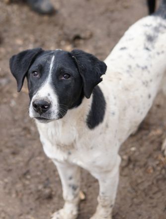 Foyala, geb. ca. 06/2022, lebt in GRIECHENLAND, auf einer privaten Pflegestelle