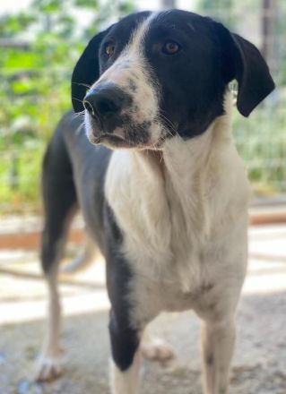 Franka, geb. ca. 06/2019, lebt in GRIECHENLAND, im städt. Tierheim Serres