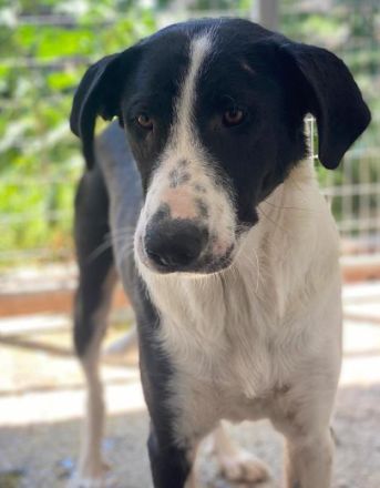 Franka, geb. ca. 06/2019, lebt in GRIECHENLAND, im städt. Tierheim Serres