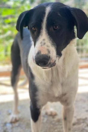 Franka, geb. ca. 06/2019, lebt in GRIECHENLAND, im städt. Tierheim Serres