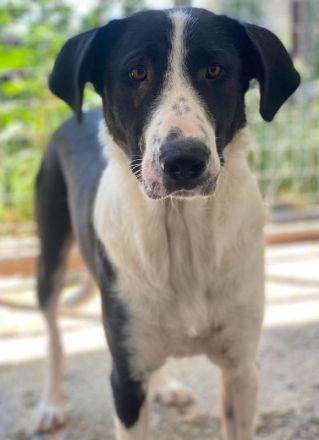 Franka, geb. ca. 06/2019, lebt in GRIECHENLAND, im städt. Tierheim Serres