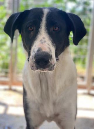 Franka, geb. ca. 06/2019, lebt in GRIECHENLAND, im städt. Tierheim Serres