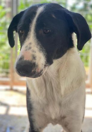 Franka, geb. ca. 06/2019, lebt in GRIECHENLAND, im städt. Tierheim Serres