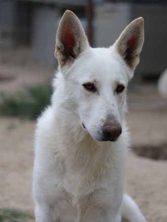 Gobi, geb. ca. 04/2021, lebt in GRIECHENLAND, im städt. Tierheim Serres