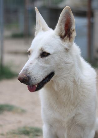 Gobi, geb. ca. 04/2021, lebt in GRIECHENLAND, im städt. Tierheim Serres