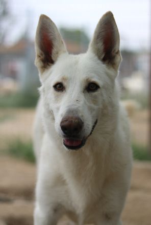 Gobi, geb. ca. 04/2021, lebt in GRIECHENLAND, im städt. Tierheim Serres