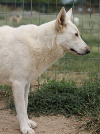 Gobi, geb. ca. 04/2021, lebt in GRIECHENLAND, im städt. Tierheim Serres