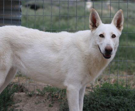 Gobi, geb. ca. 04/2021, lebt in GRIECHENLAND, im städt. Tierheim Serres