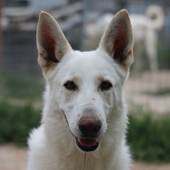 Gobi, geb. ca. 04/2021, lebt in GRIECHENLAND, im städt. Tierheim Serres