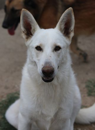 Gobi, geb. ca. 04/2021, lebt in GRIECHENLAND, im städt. Tierheim Serres