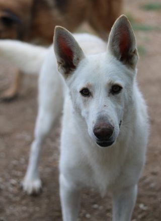 Gobi, geb. ca. 04/2021, lebt in GRIECHENLAND, im städt. Tierheim Serres
