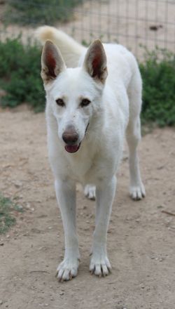 Gobi, geb. ca. 04/2021, lebt in GRIECHENLAND, im städt. Tierheim Serres