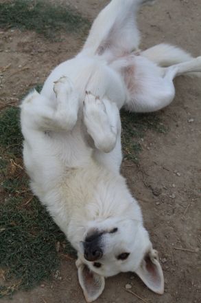 Gobi, geb. ca. 04/2021, lebt in GRIECHENLAND, im städt. Tierheim Serres