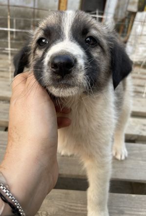 Grace, geb. ca. 08/2022, lebt in GRIECHENLAND, auf einer privaten Pflegestelle