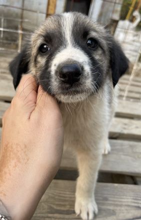 Grace, geb. ca. 08/2022, lebt in GRIECHENLAND, auf einer privaten Pflegestelle