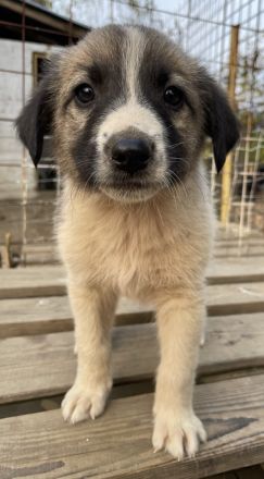 Grace, geb. ca. 08/2022, lebt in GRIECHENLAND, auf einer privaten Pflegestelle