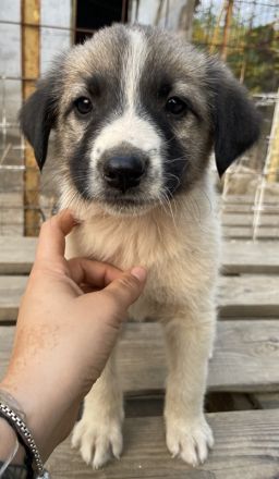 Grace, geb. ca. 08/2022, lebt in GRIECHENLAND, auf einer privaten Pflegestelle