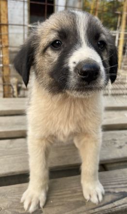 Grace, geb. ca. 08/2022, lebt in GRIECHENLAND, auf einer privaten Pflegestelle