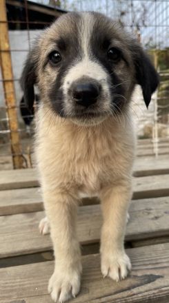 Grace, geb. ca. 08/2022, lebt in GRIECHENLAND, auf einer privaten Pflegestelle