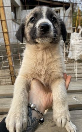 Grace, geb. ca. 08/2022, lebt in GRIECHENLAND, auf einer privaten Pflegestelle