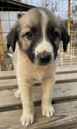 Grace, geb. ca. 08/2022, lebt in GRIECHENLAND, auf einer privaten Pflegestelle