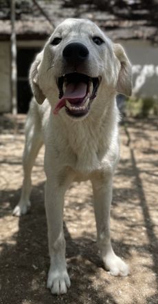 Insa, geb. ca. 12/2021, lebt in GRIECHENLAND, auf einer privaten Pflegestelle