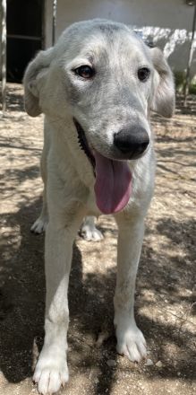 Insa, geb. ca. 12/2021, lebt in GRIECHENLAND, auf einer privaten Pflegestelle