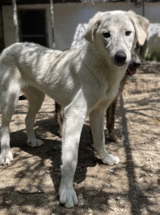 Insa, geb. ca. 12/2021, lebt in GRIECHENLAND, auf einer privaten Pflegestelle