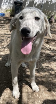 Insa, geb. ca. 12/2021, lebt in GRIECHENLAND, auf einer privaten Pflegestelle