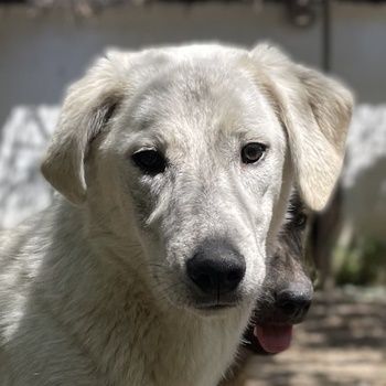 Insa, geb. ca. 12/2021, lebt in GRIECHENLAND, auf einer privaten Pflegestelle